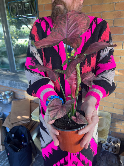 Syngonium Orm Nak