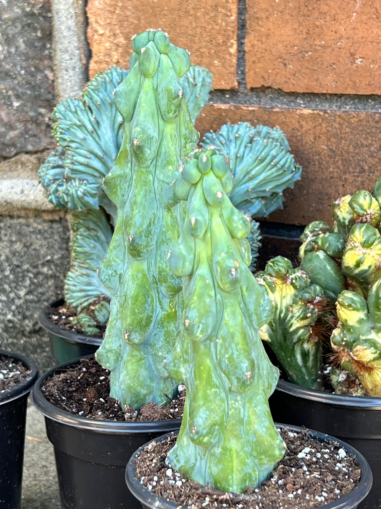 Myrtillocactus geometrizans ‘Fukurokuryuzinboku’
 (Booby Cactus)