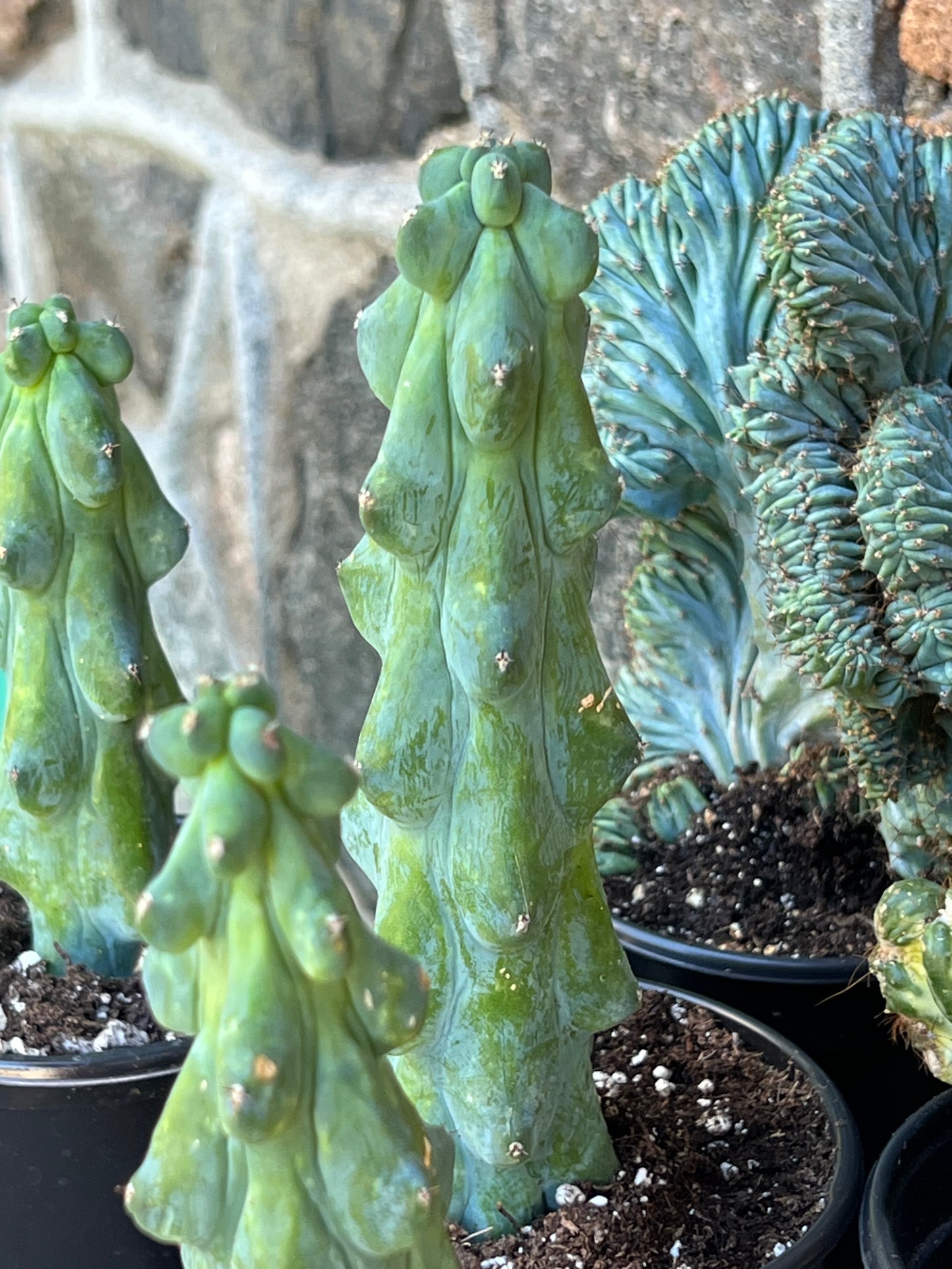 Myrtillocactus geometrizans ‘Fukurokuryuzinboku’
 (Booby Cactus)