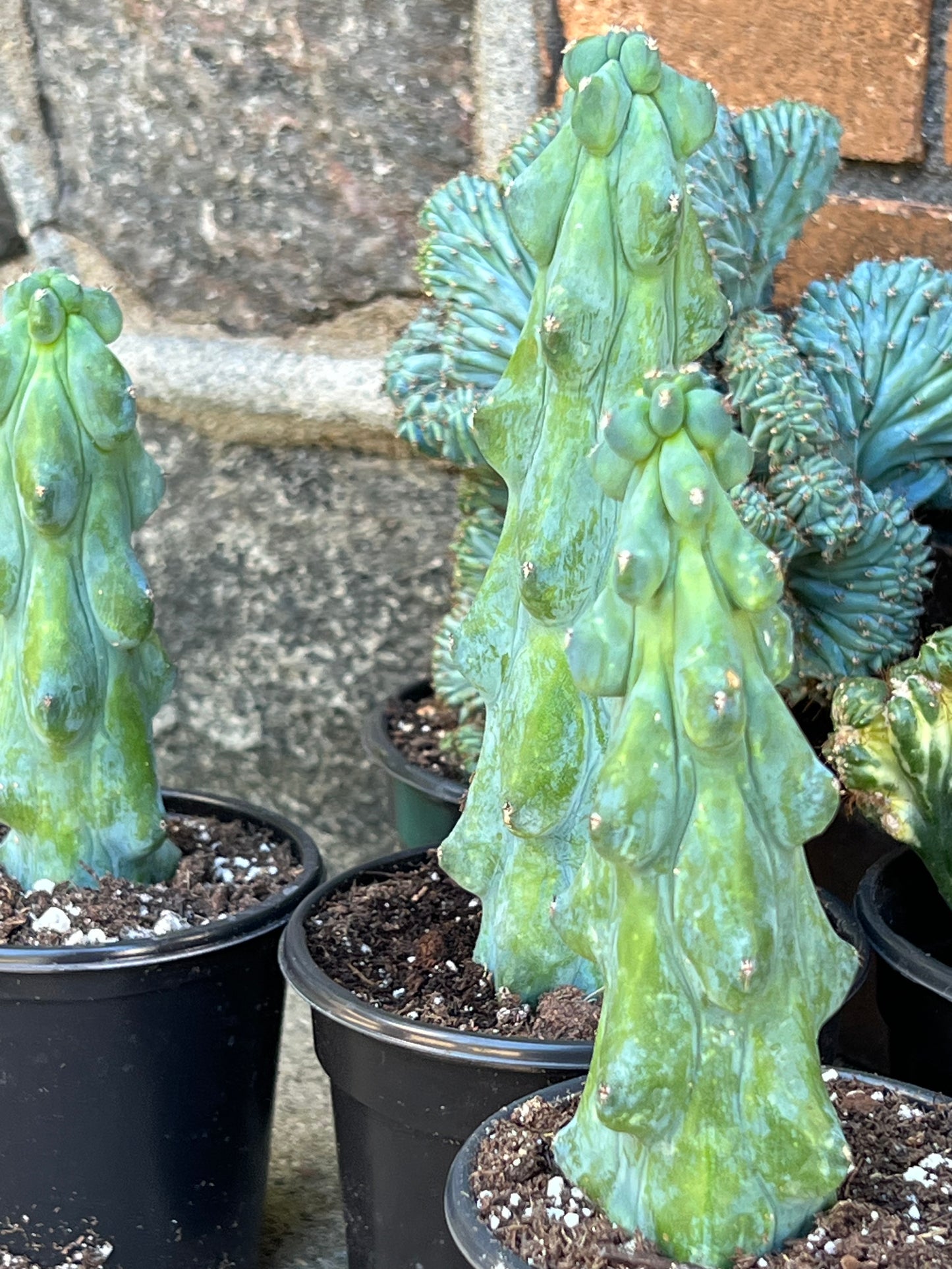 Myrtillocactus geometrizans ‘Fukurokuryuzinboku’
 (Booby Cactus)
