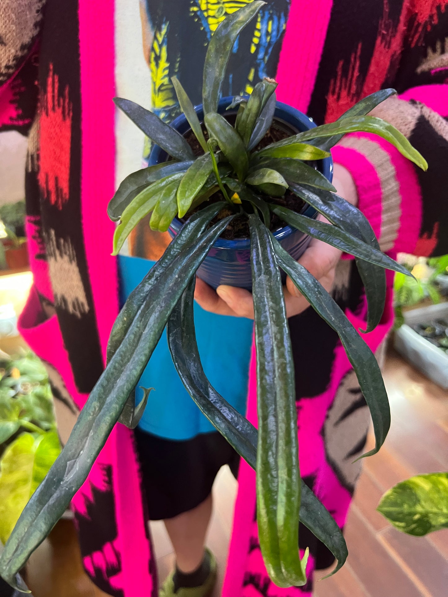 Blue Oil Fern