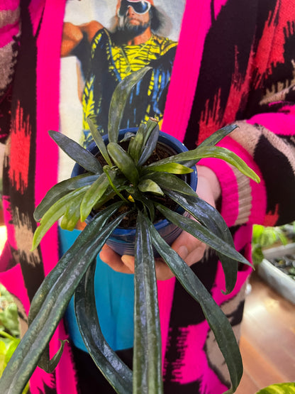 Blue Oil Fern