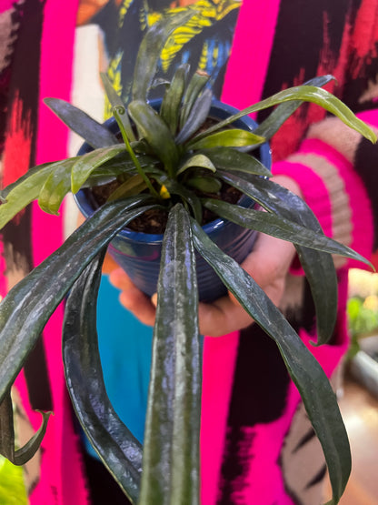 Blue Oil Fern