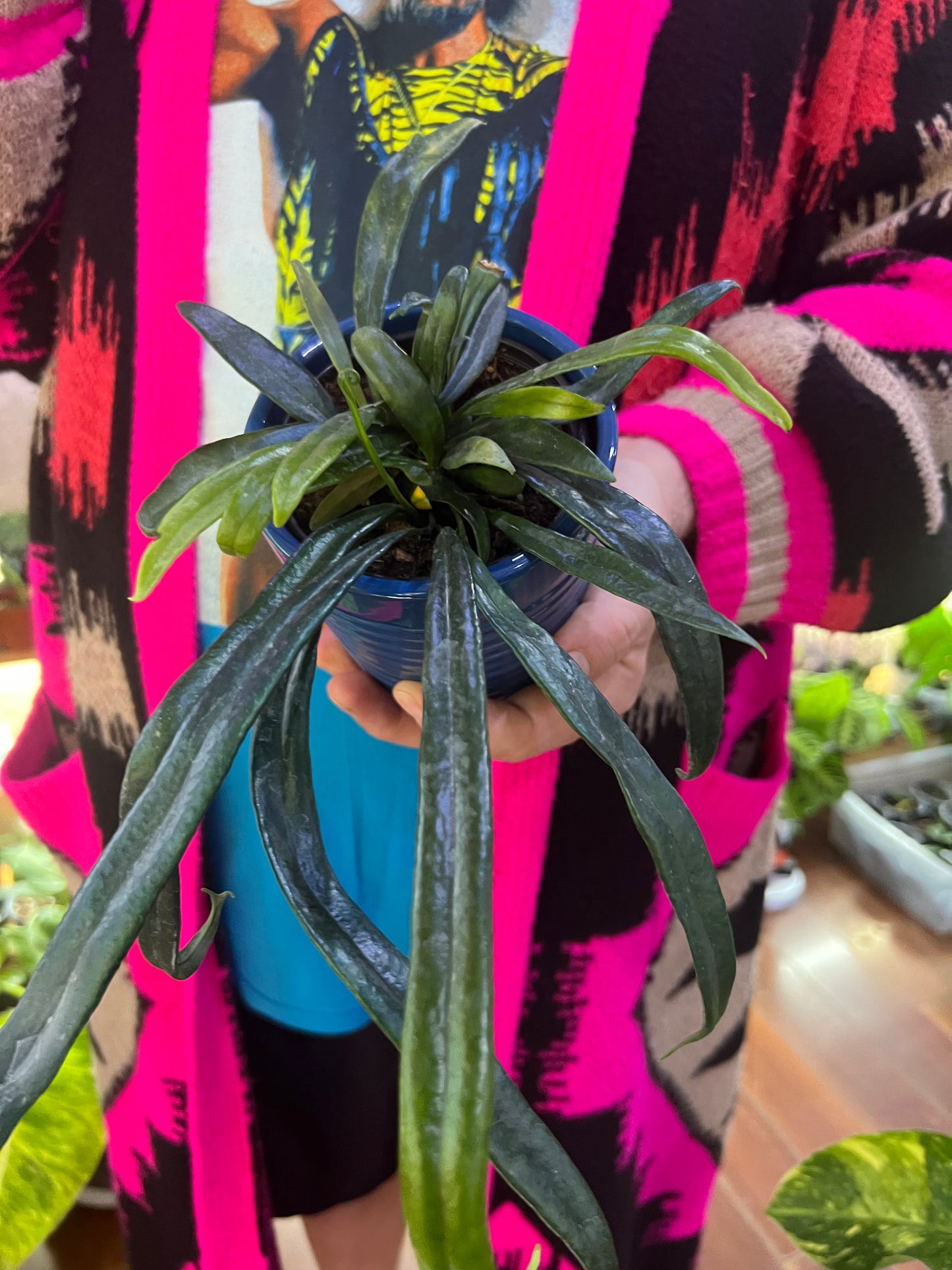 Blue Oil Fern