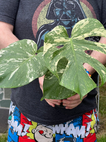 Monstera Deliciosa white Monsters
