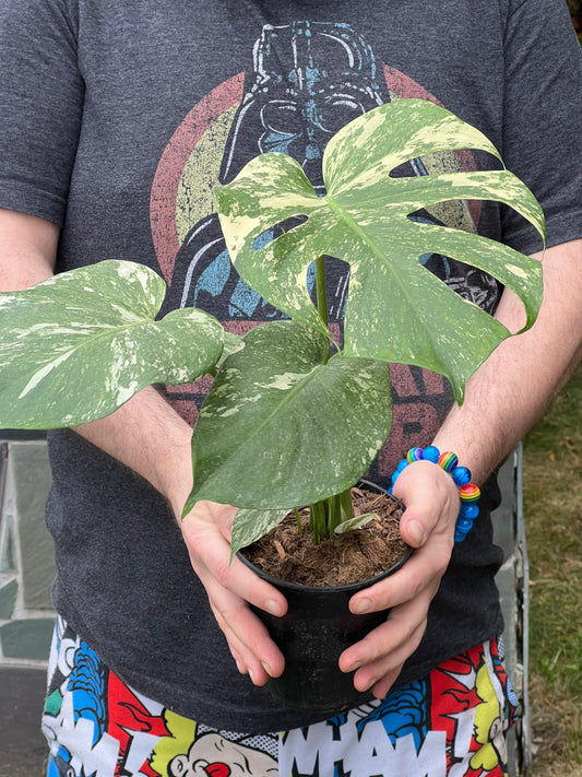 Monstera Deliciosa white Monsters