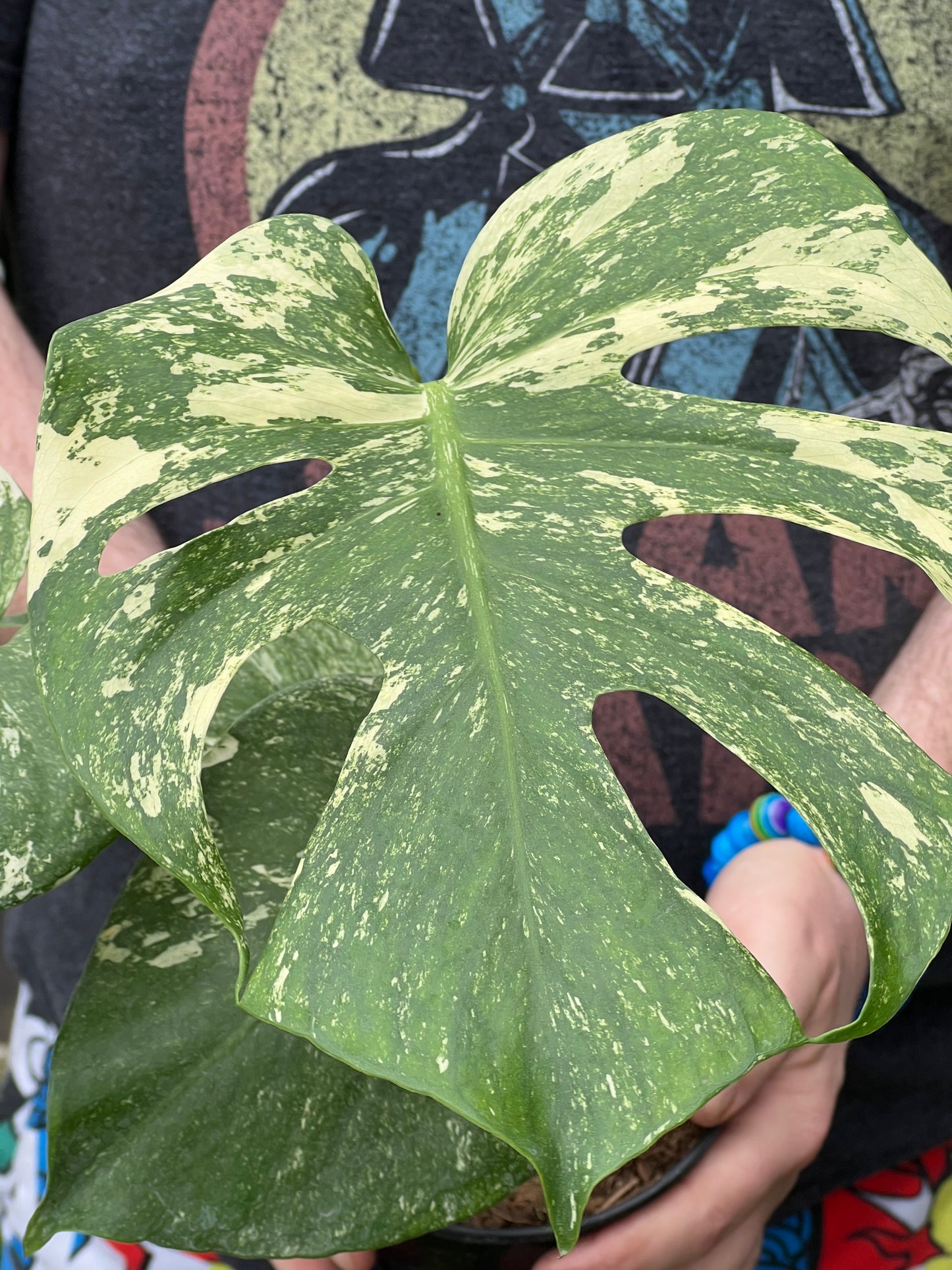 Monstera Deliciosa white Monsters