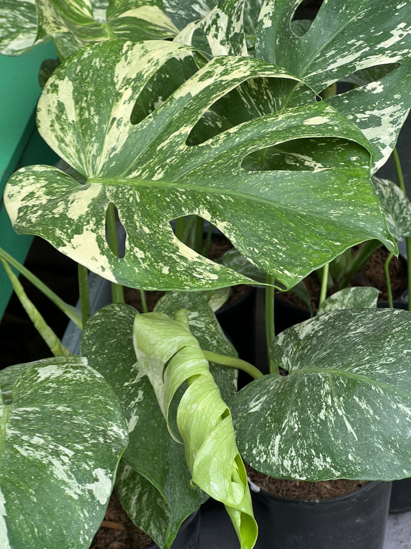 Monstera Deliciosa white Monsters