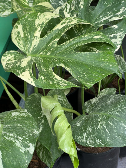 Monstera Deliciosa white Monsters