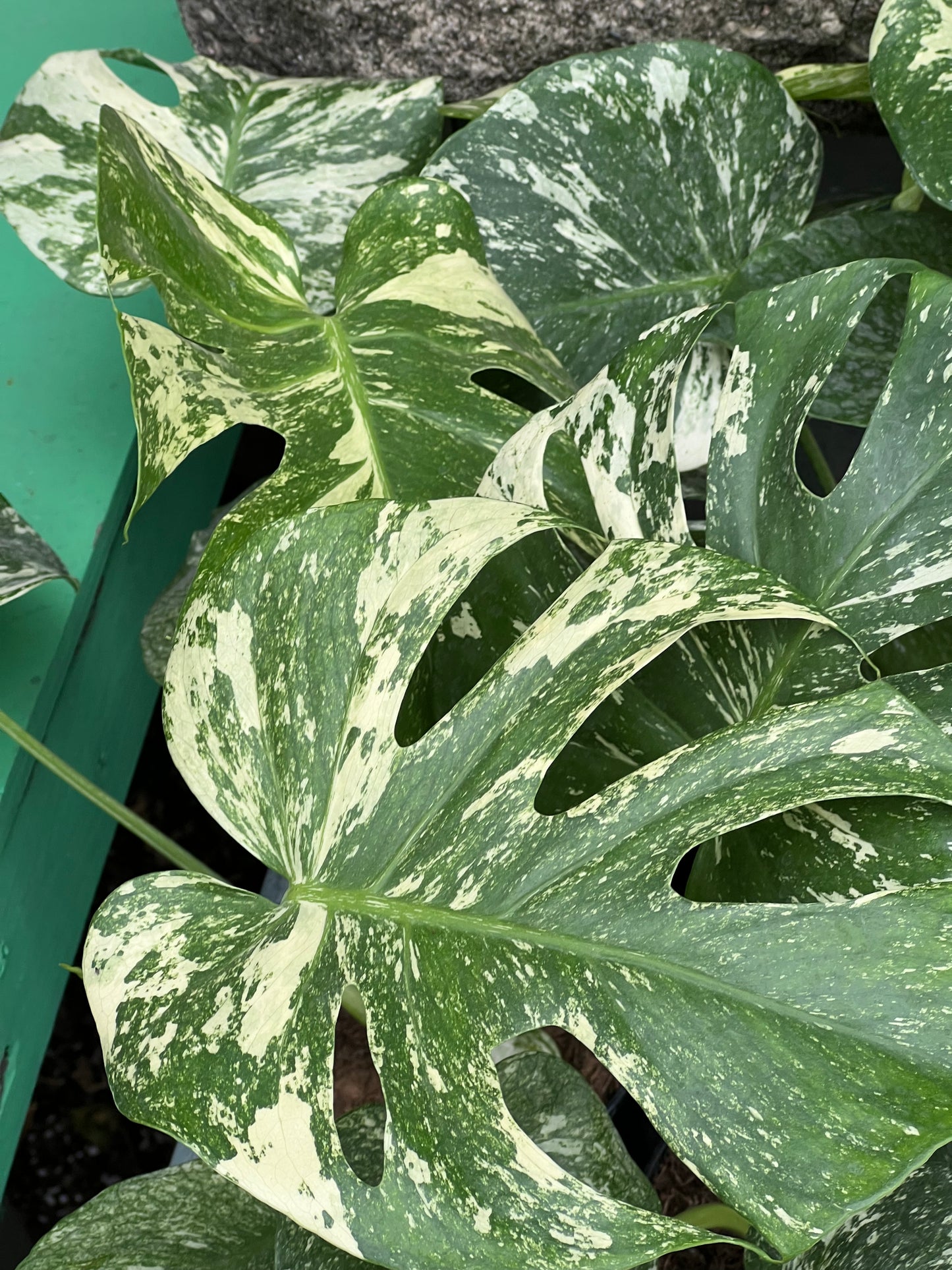 Monstera Deliciosa white Monsters