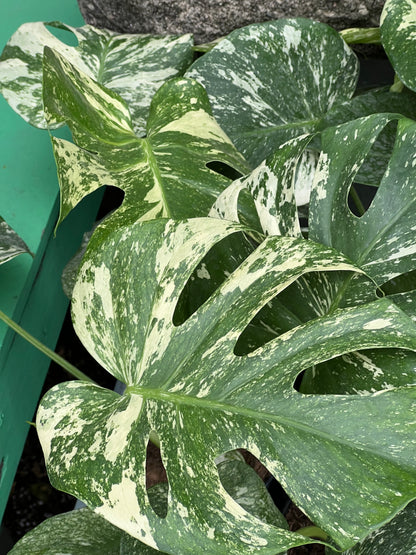 Monstera Deliciosa white Monsters