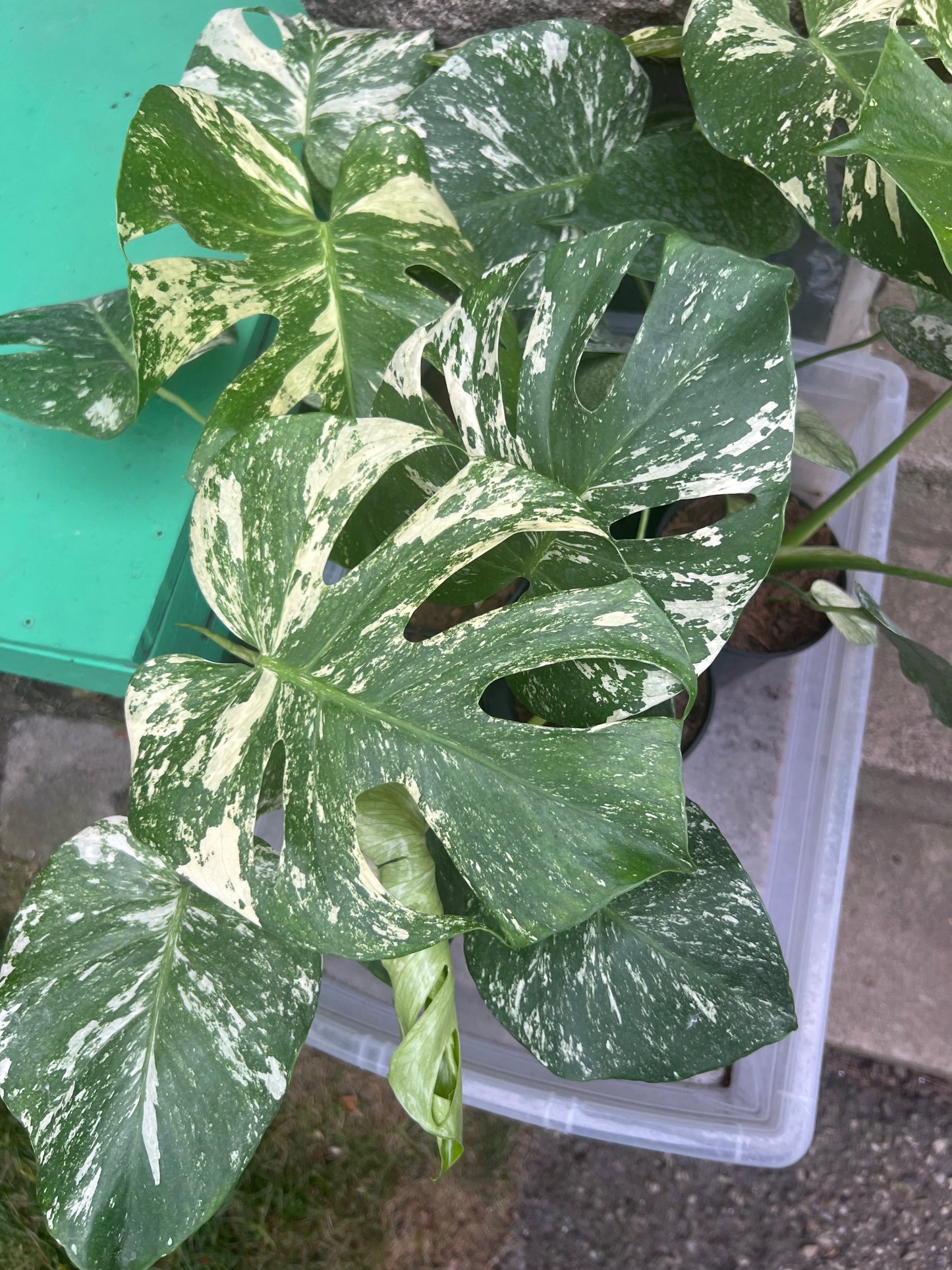 Monstera Deliciosa white Monsters