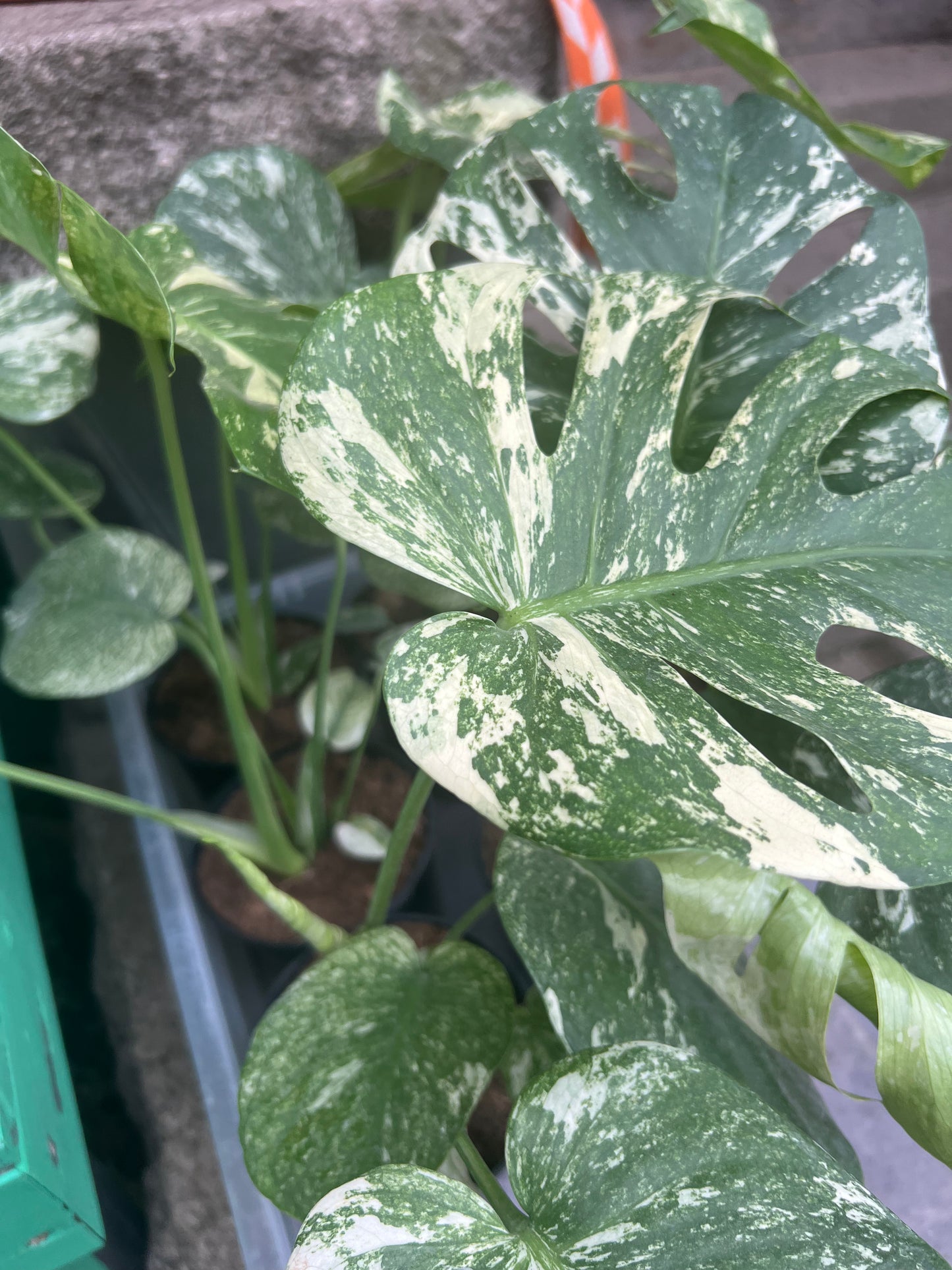 Monstera Deliciosa white Monsters