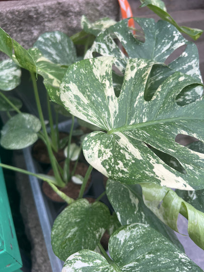 Monstera Deliciosa white Monsters