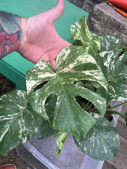 Monstera Deliciosa white Monsters