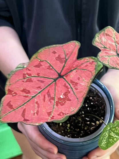 Scarlet Girl Caladium