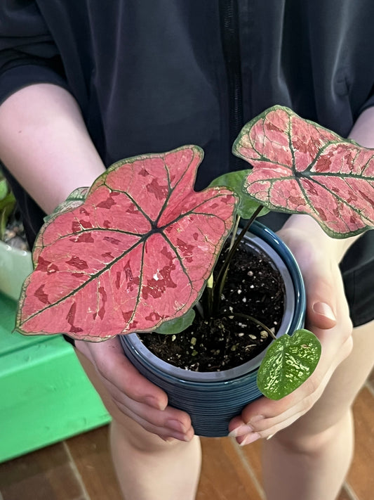 Scarlet Girl Caladium