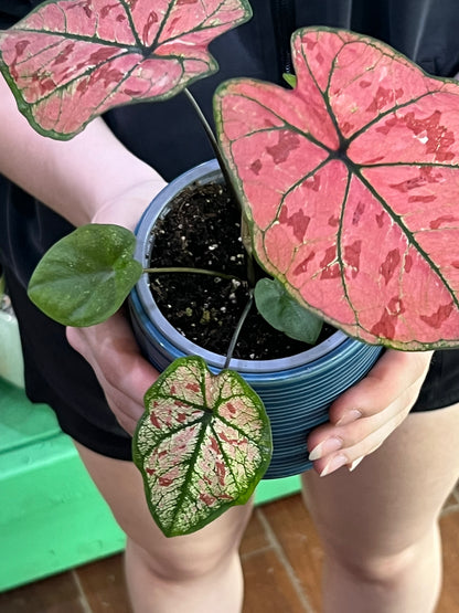Scarlet Girl Caladium
