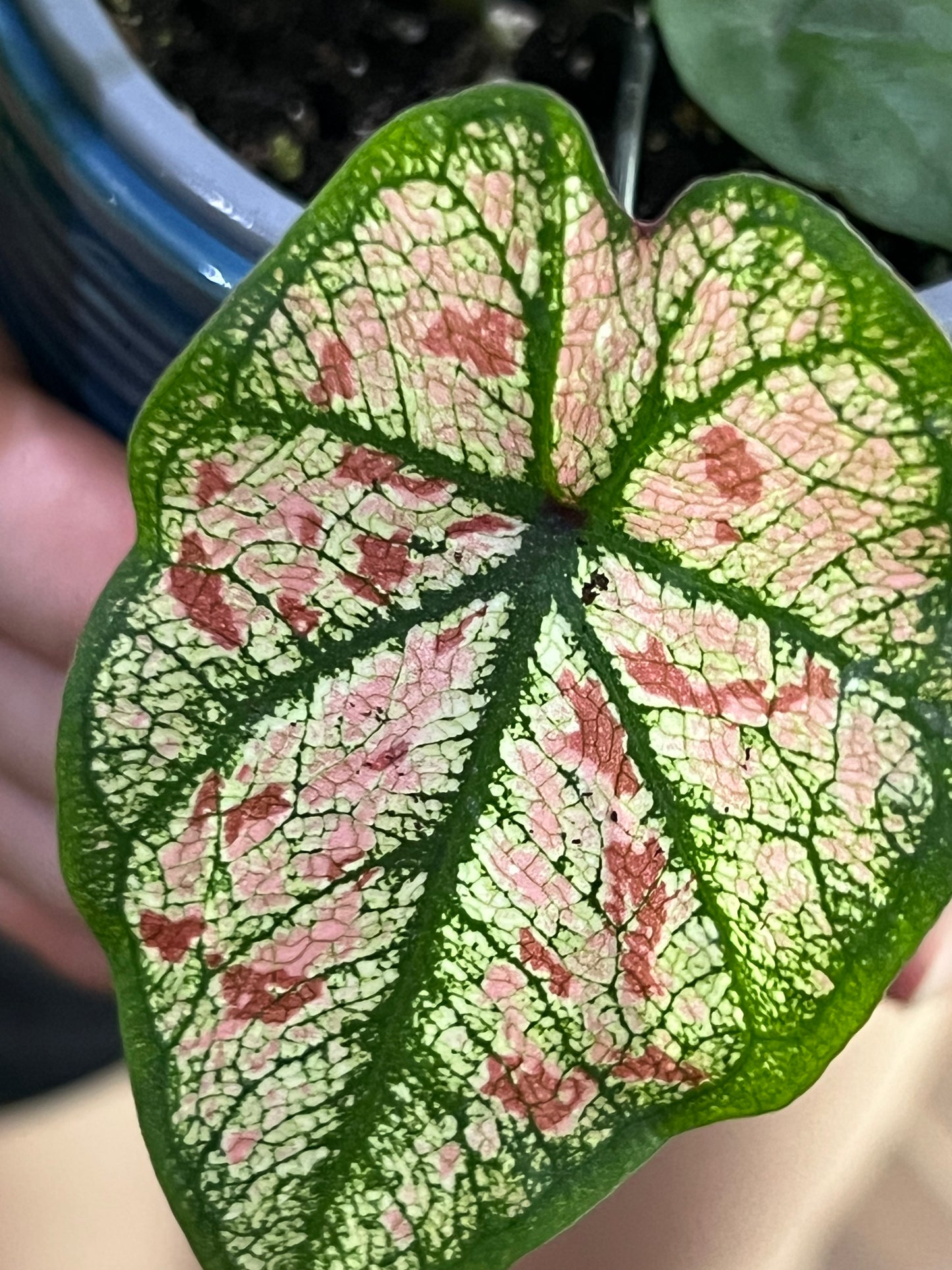 Scarlet Girl Caladium