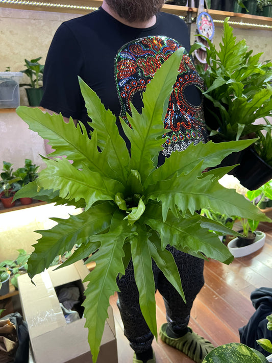 Asplenium Nidus Campio Bird's Nest Fern
