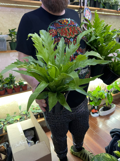 Asplenium Nidus Campio Bird's Nest Fern