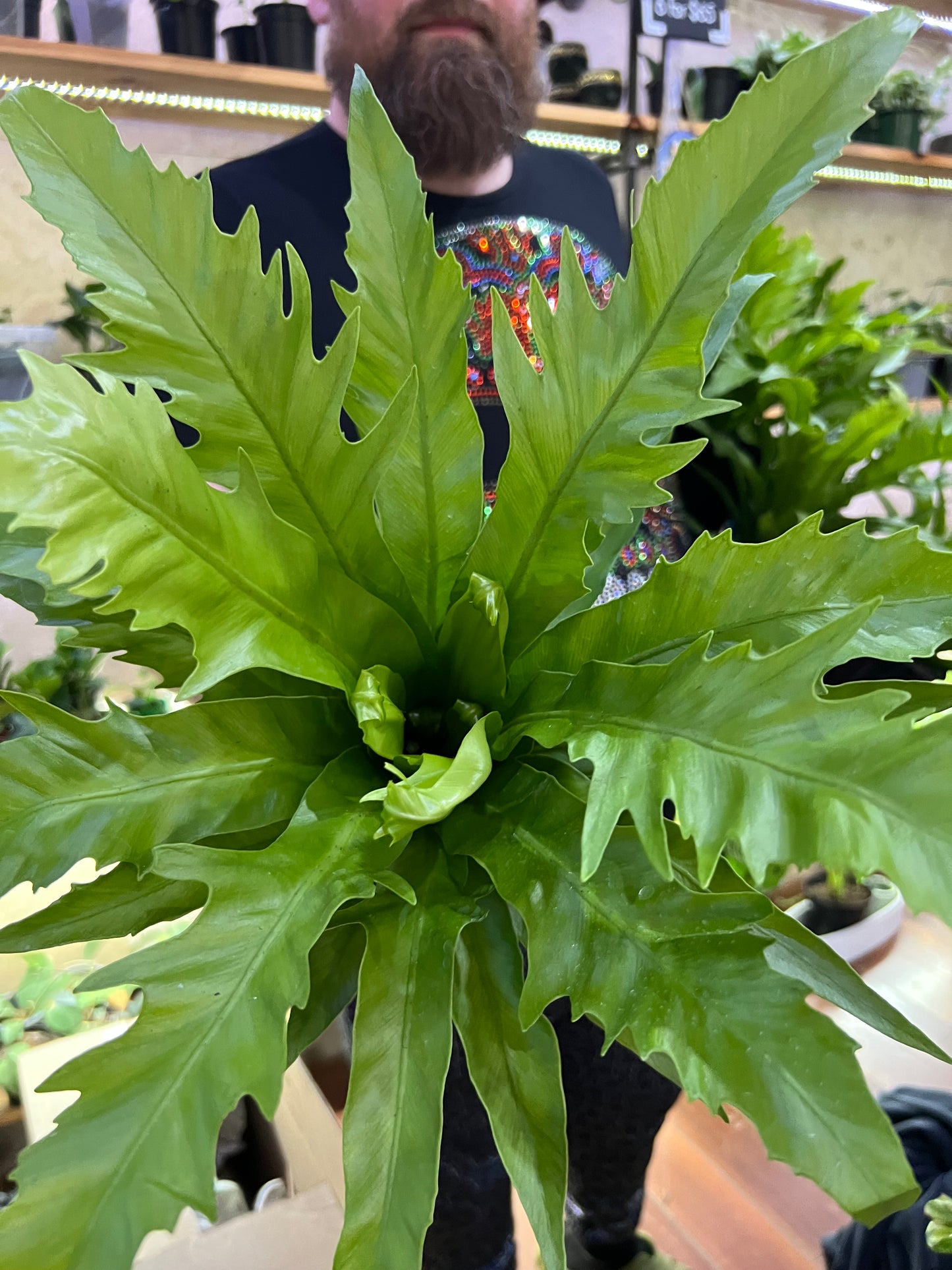 Asplenium Nidus Campio Bird's Nest Fern