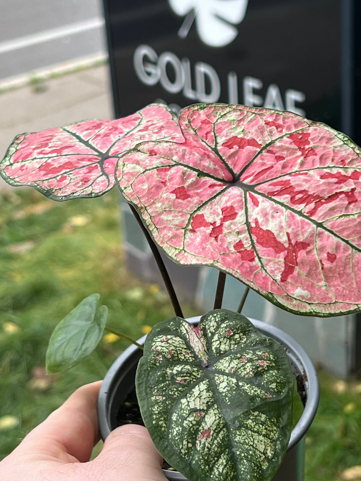 Scarlet Girl Caladium