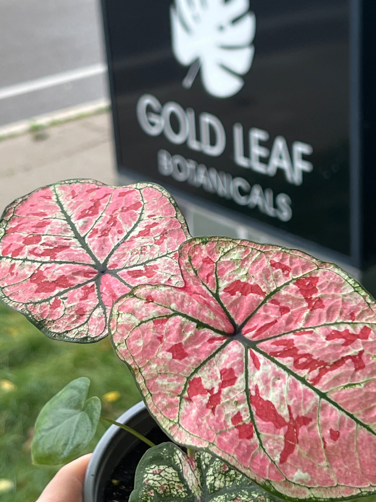 Scarlet Girl Caladium