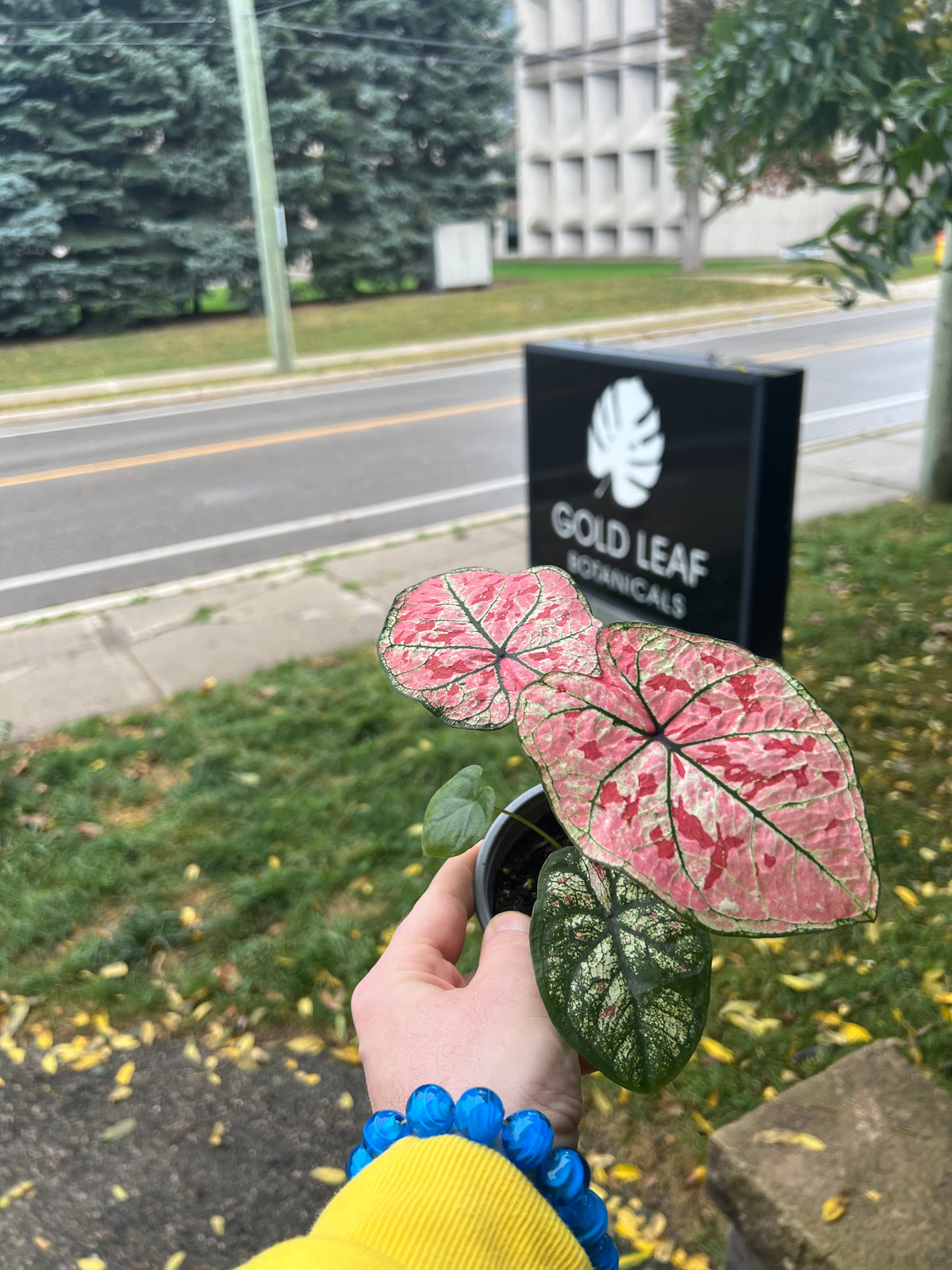 Scarlet Girl Caladium