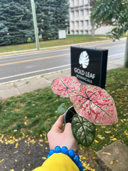 Scarlet Girl Caladium