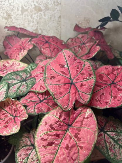 Scarlet Girl Caladium