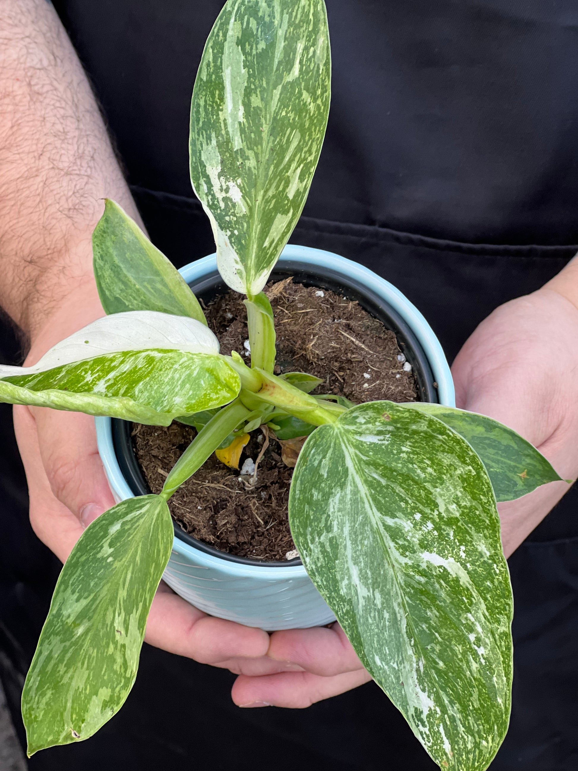jose buono philodendron care Philodendron Jose Buono Care