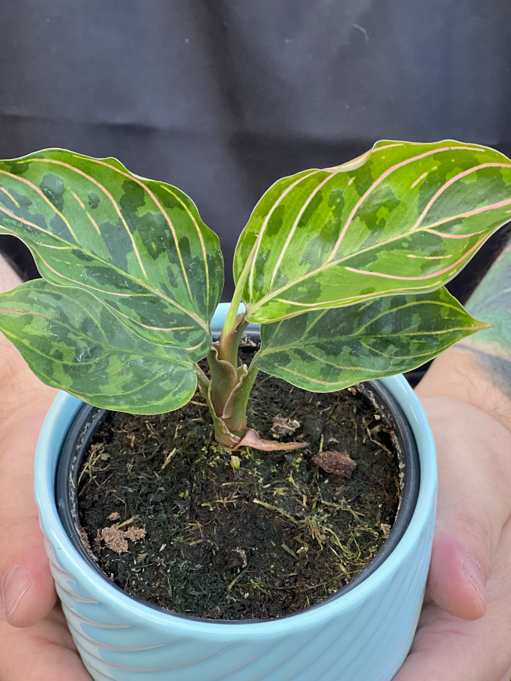 aglaonema red army leaves turning yellow Aglaonema Red Army Care