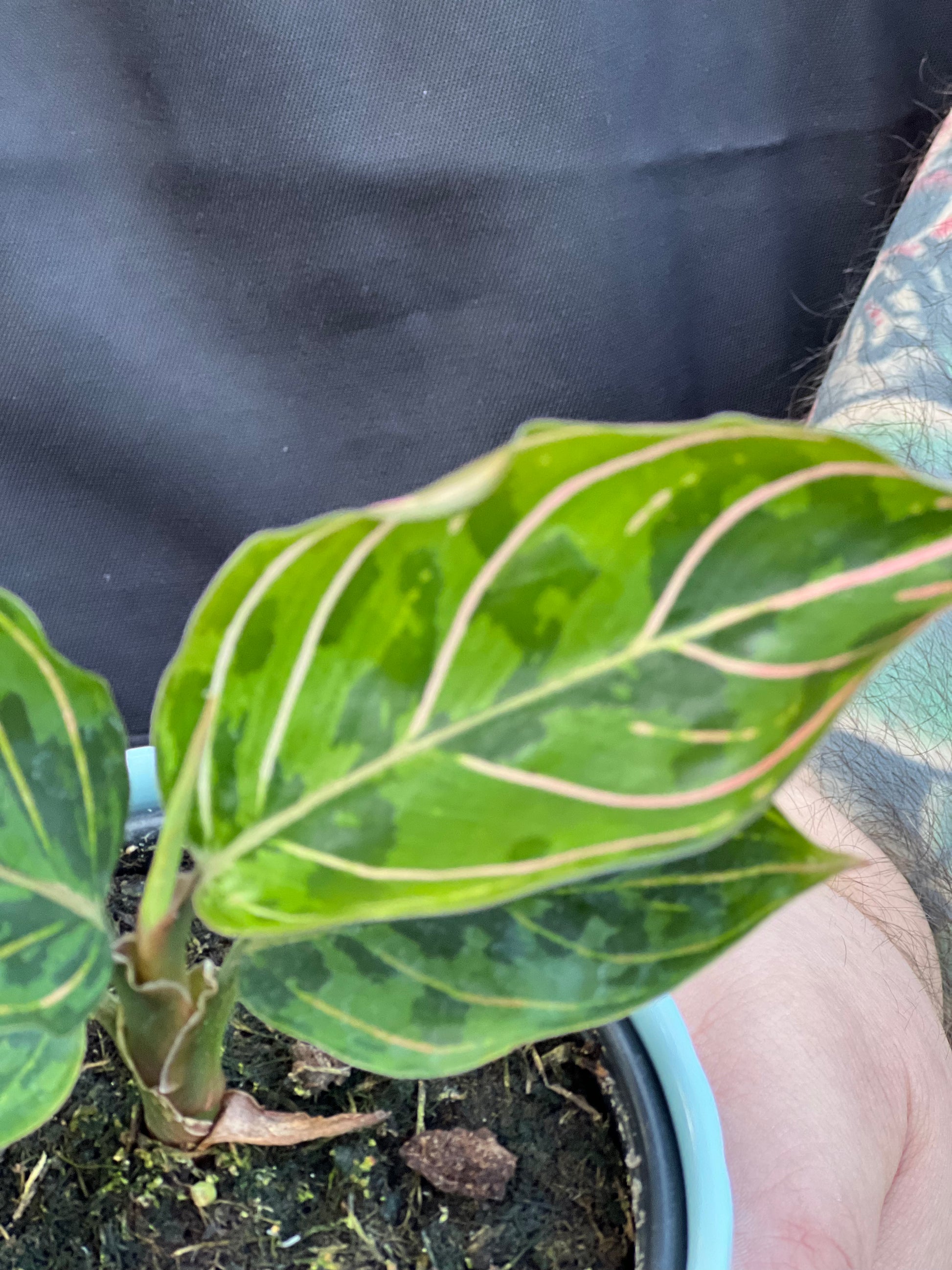 aglaonema red army care Aglaonema Red Army Care