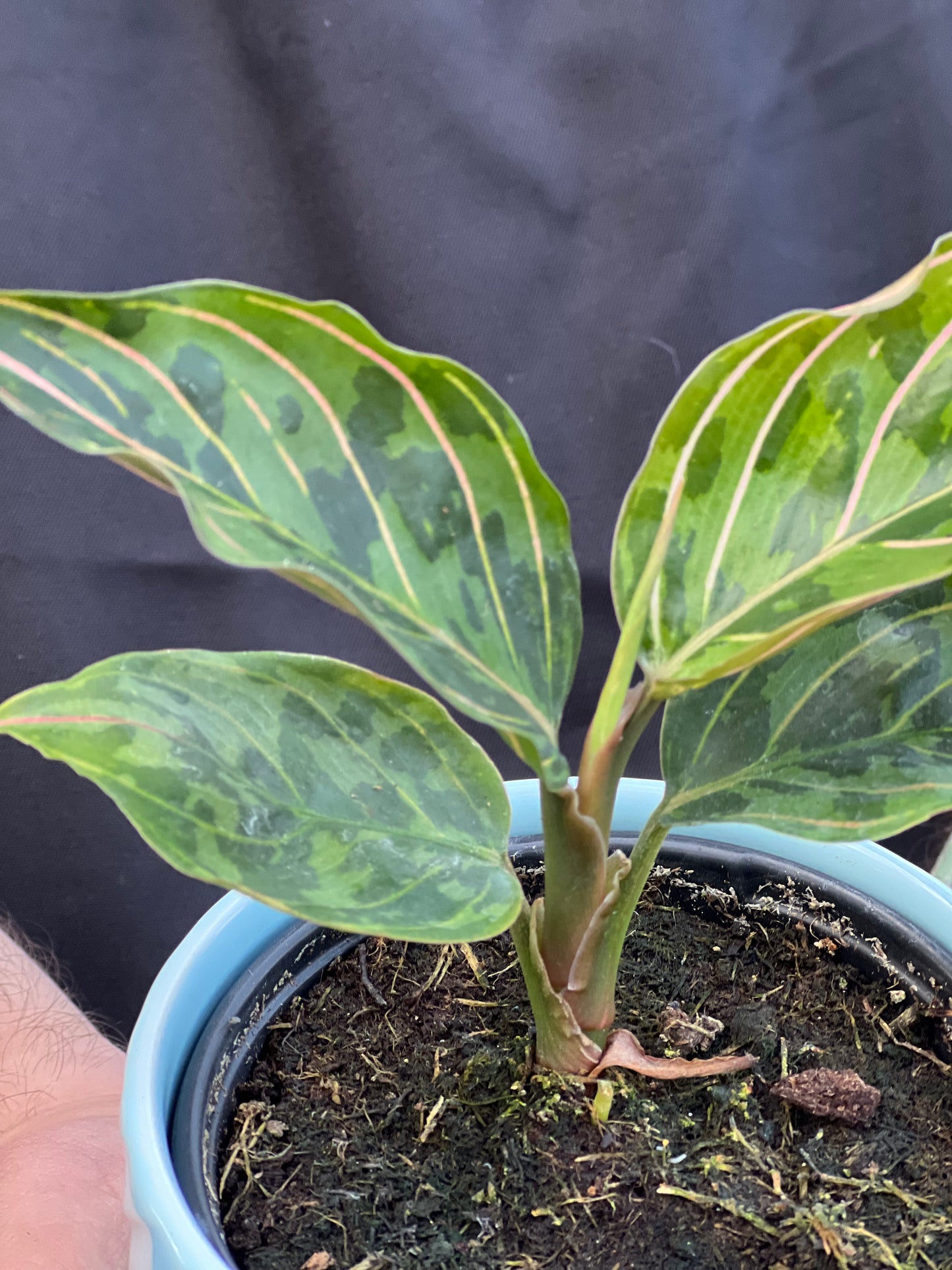 Aglaonema Red Army