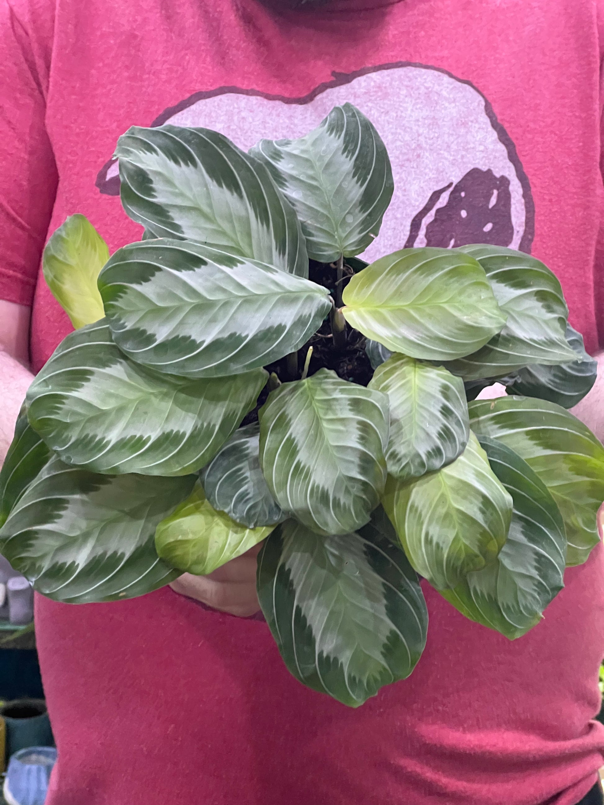 silver band prayer plant Silver Band Calathea Maranta