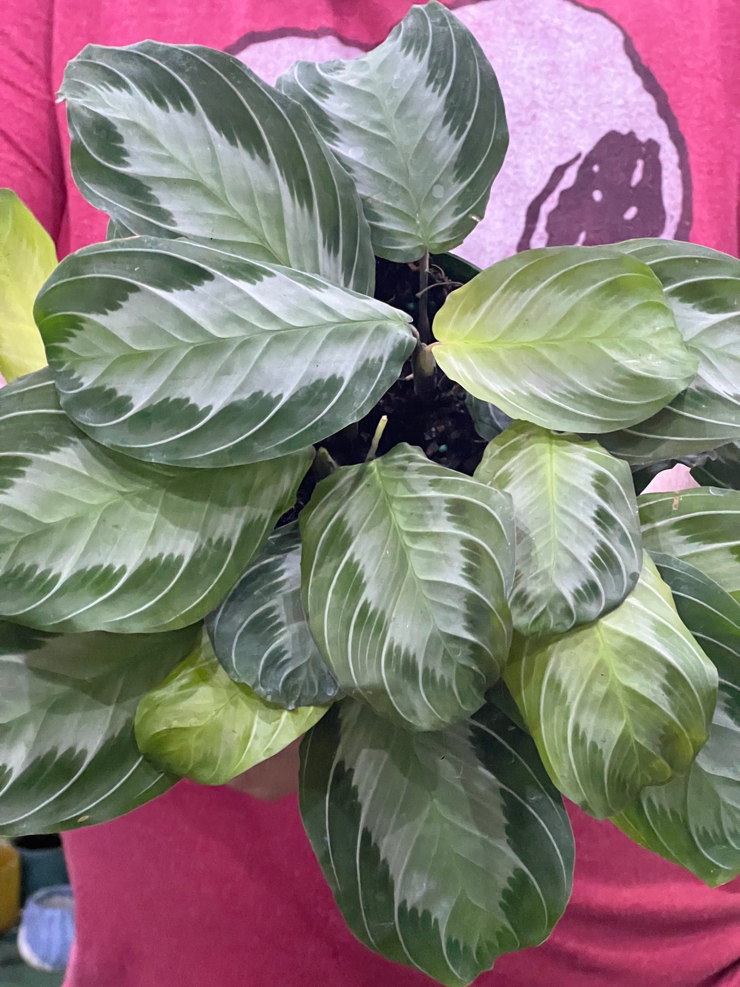 Silver Band Calathea Maranta Prayer Plant