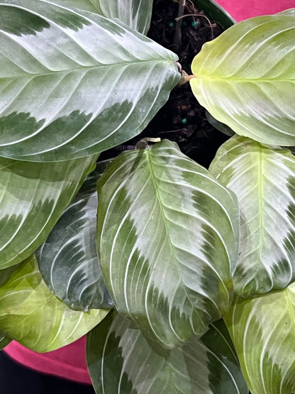 Silver Band Calathea Maranta Prayer Plant