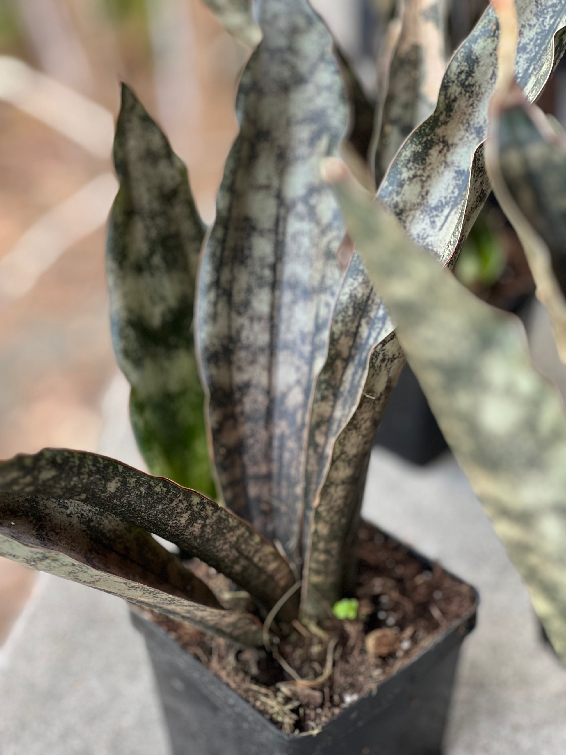 coppertone snake plant price Sansevieria Coppertone (Kirkii) Care