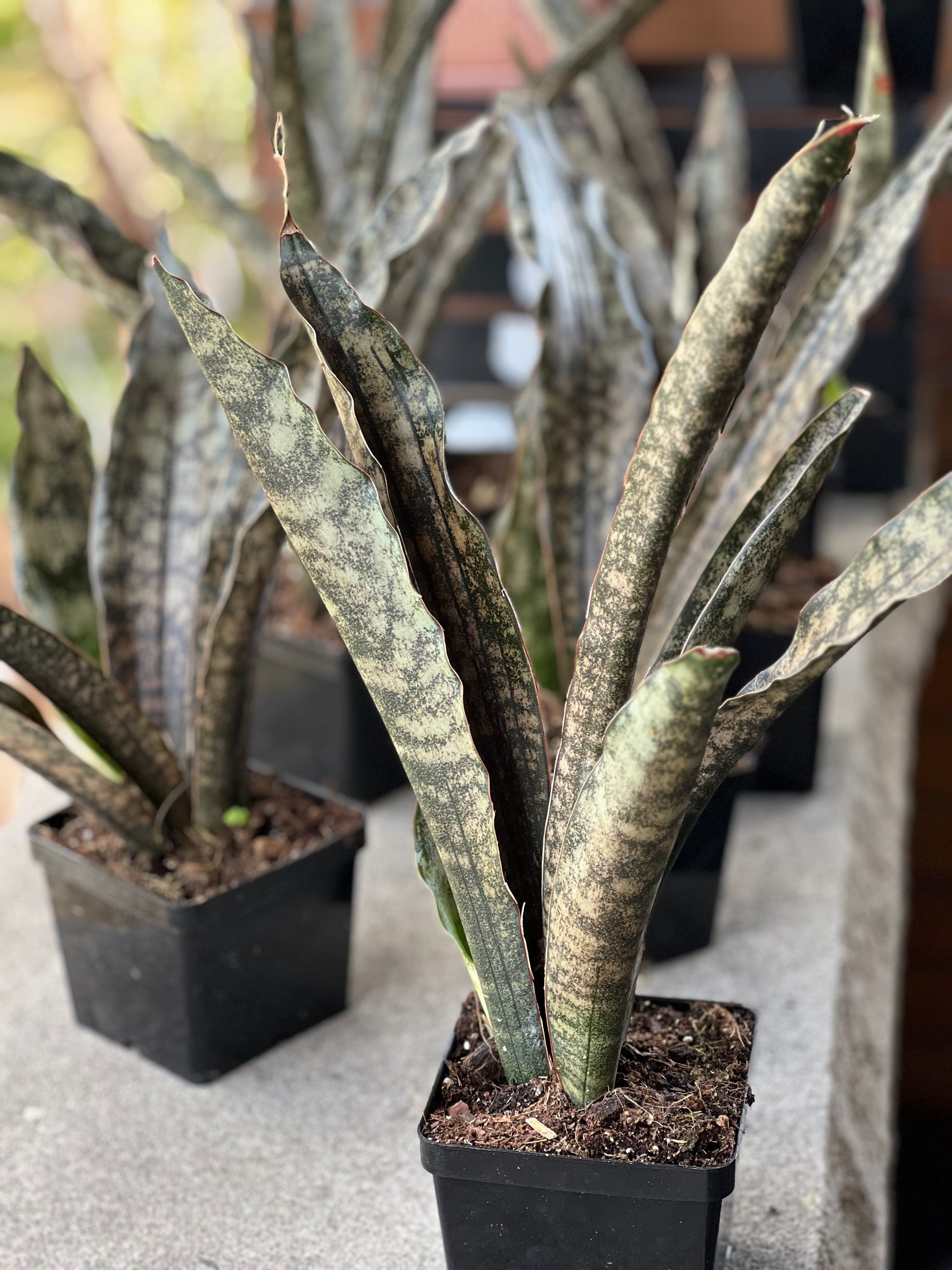 coppertone sansevieria Sansevieria Coppertone (Kirkii) Care