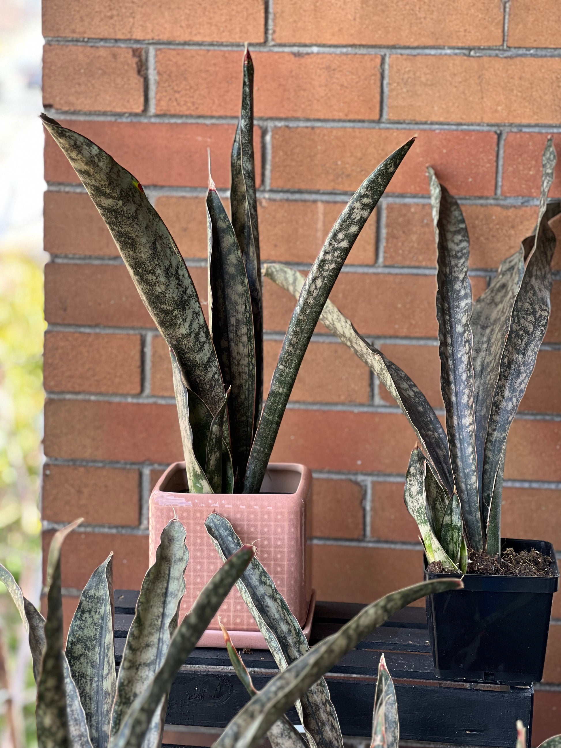 coppertone snake plant price Sansevieria Coppertone (Kirkii) Care