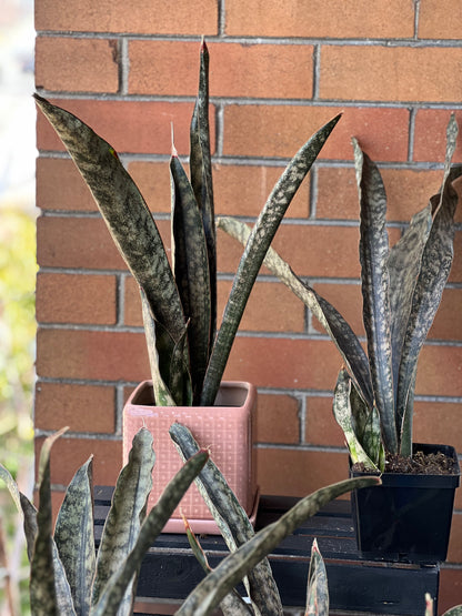 Sansevieria Coppertone (Kirkii)