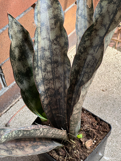 Sansevieria Coppertone (Kirkii)