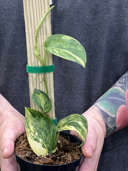 Jade Satin Scindapsus Variegated