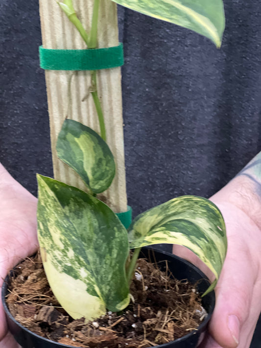 Jade Satin Scindapsus Variegated