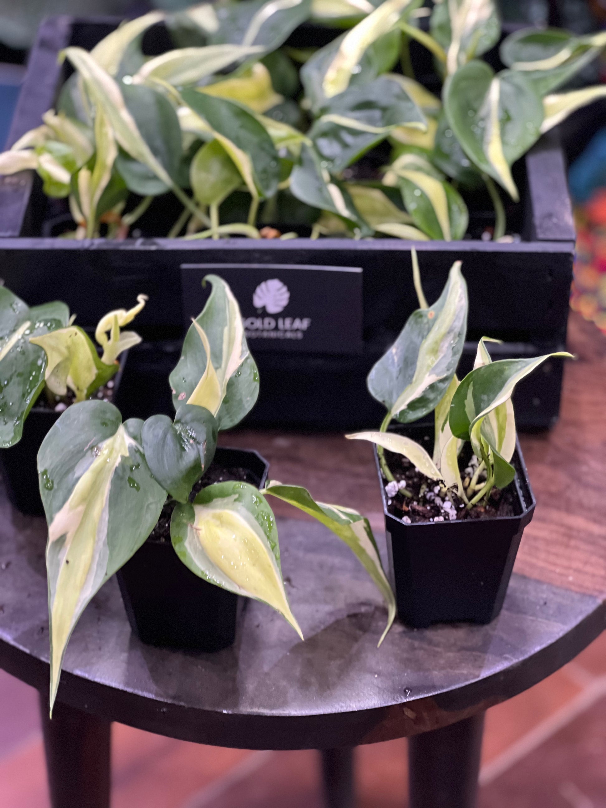philodendron rio silver stripe Philodendron Rio Care