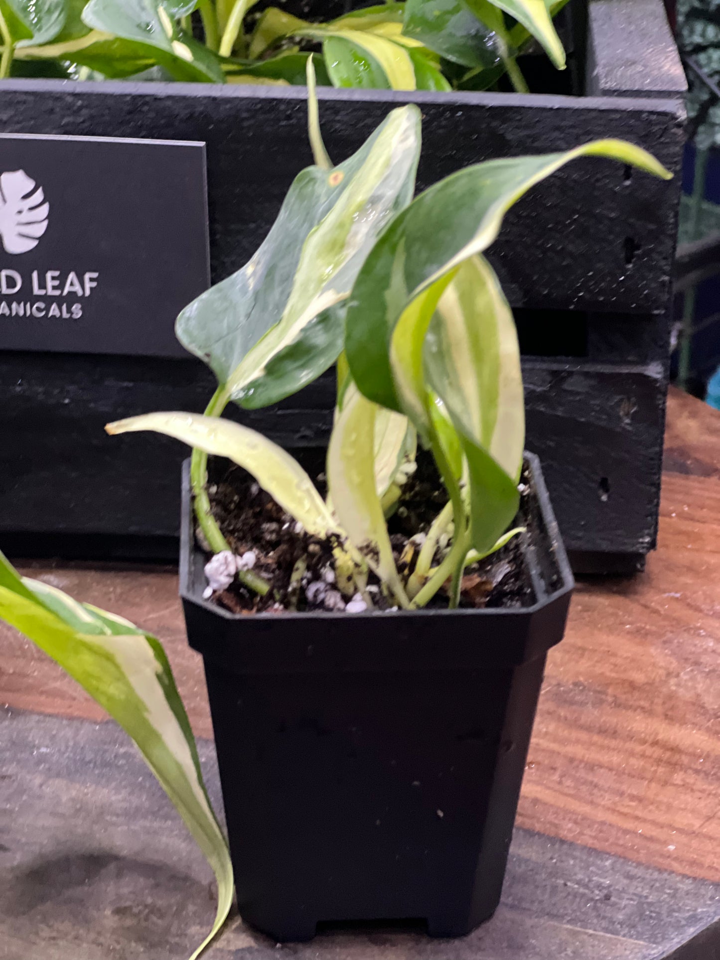 Philodendron Silver Stripe