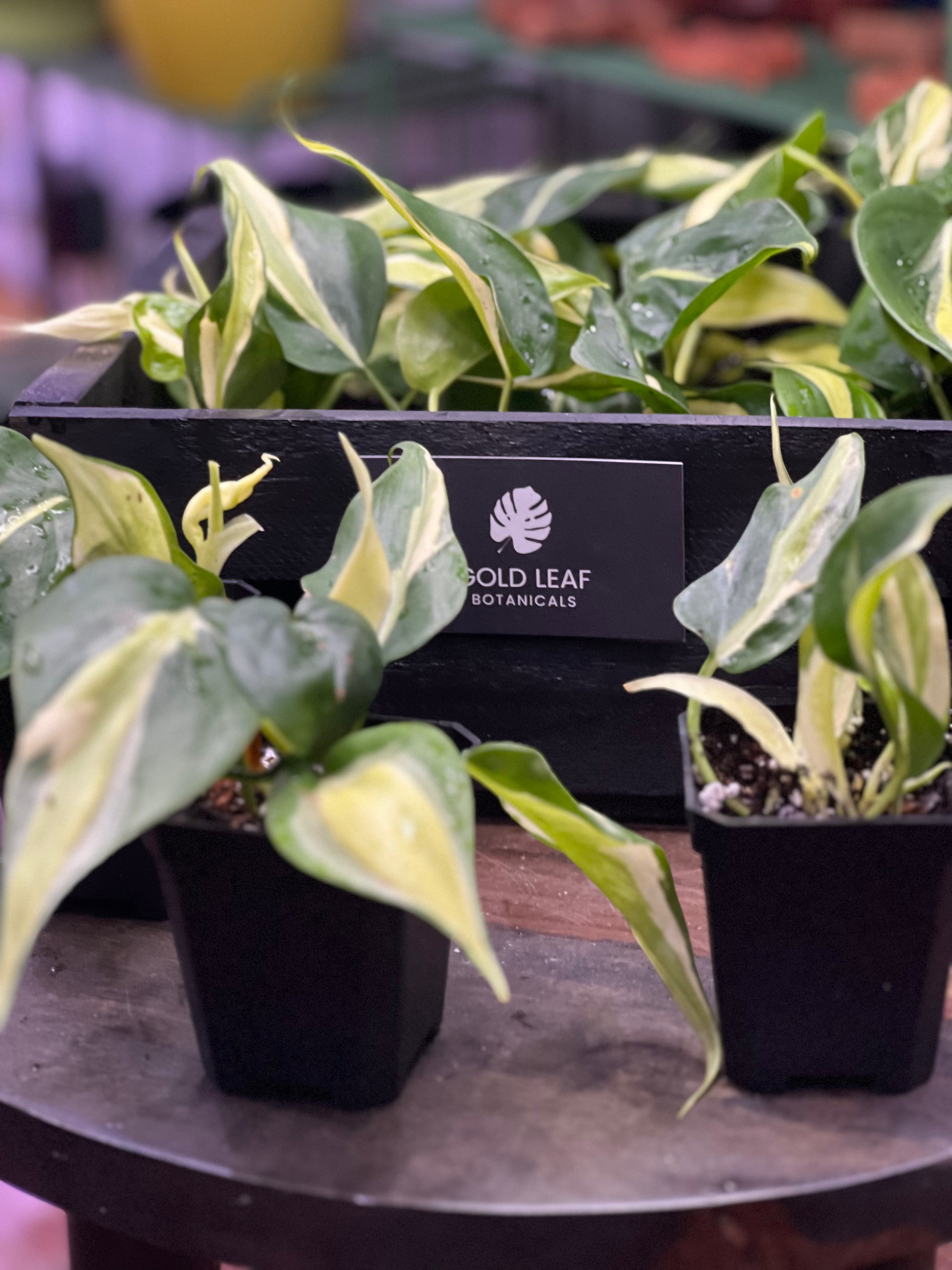 philodendron rio for sale Philodendron Rio Care