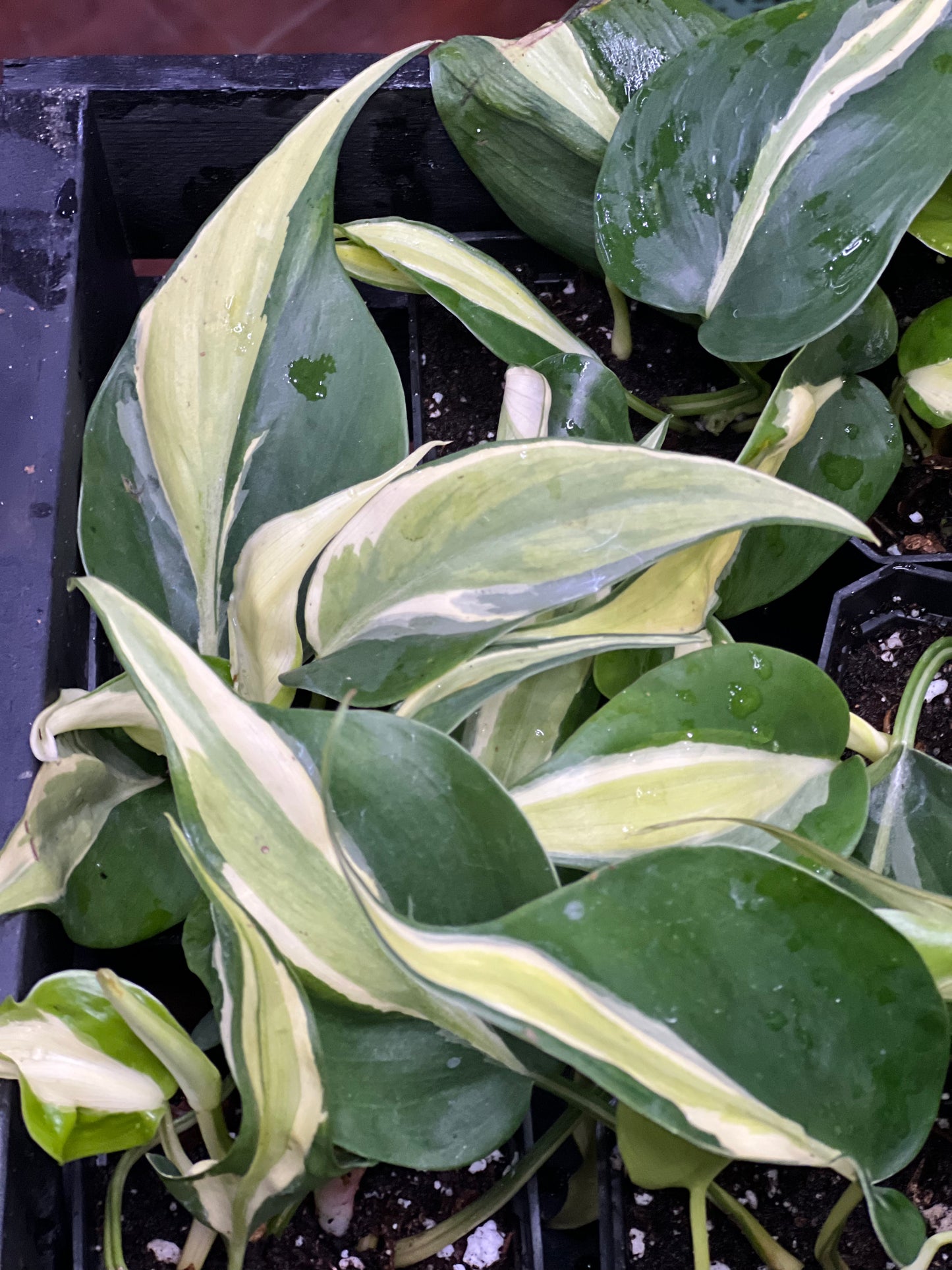 Philodendron Silver Stripe