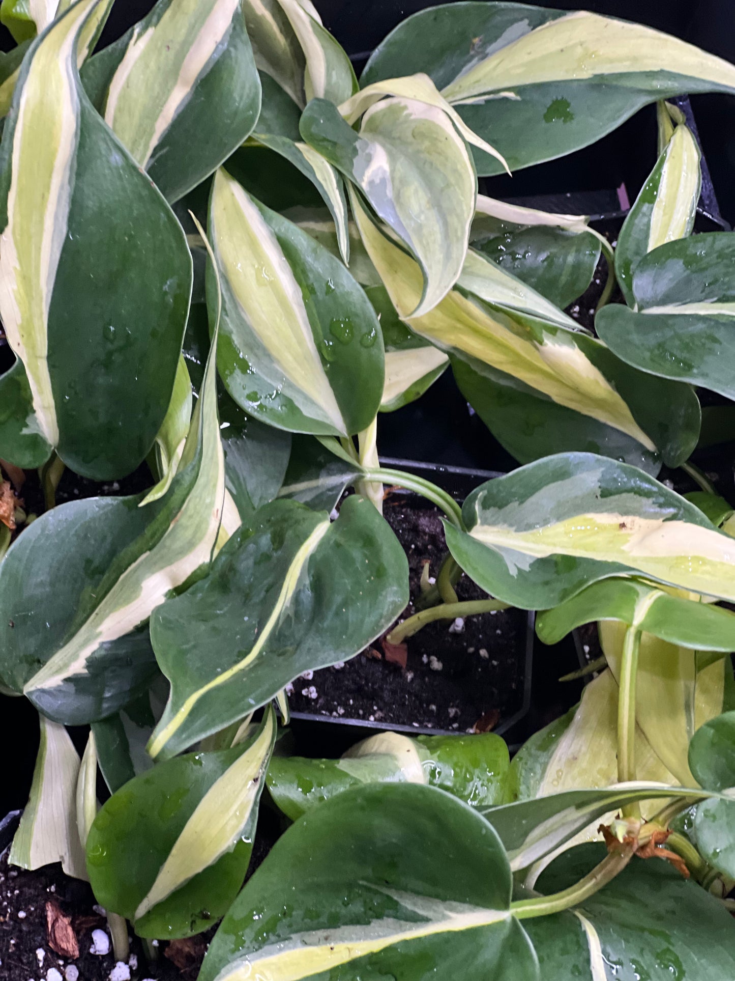 Philodendron Silver Stripe